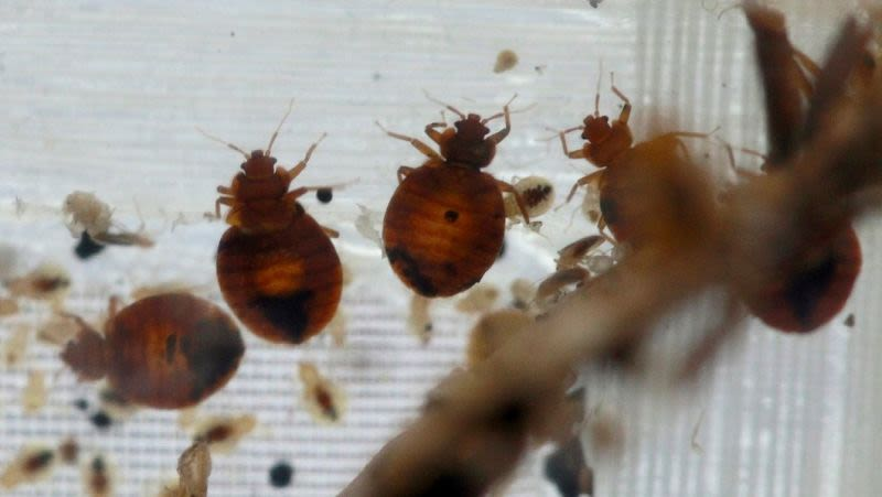 Illustration for article titled Una familia de California recibe 1,6 millones tras sufrir una terrorífica plaga de chinches en su domicilio